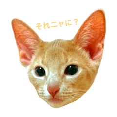[LINEスタンプ] モネちゃんのなんでなんで？