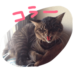 [LINEスタンプ] さくらの日常