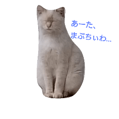 [LINEスタンプ] のらねこまぶにゃん