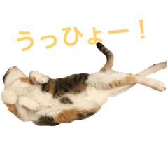 [LINEスタンプ] 三毛トラ猫のねね