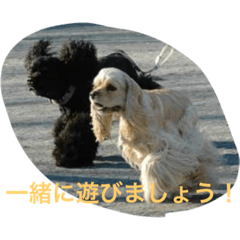 [LINEスタンプ] のあ桜(コッカー)+える