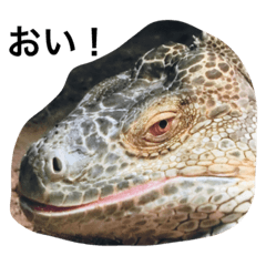 [LINEスタンプ] 動物語り