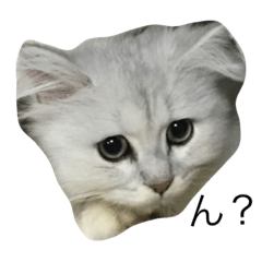 [LINEスタンプ] 猫詰め合わせ疑問文編