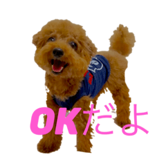 [LINEスタンプ] トイプードルジルのお返事