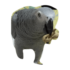[LINEスタンプ] ヨウムのじょうたろ