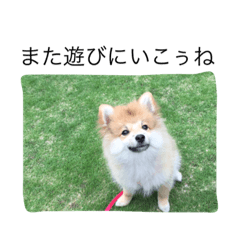 [LINEスタンプ] ポメです