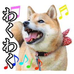 [LINEスタンプ] 毎日使える、柴犬こはるのスタンプ