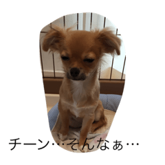 [LINEスタンプ] 我が家のおいぬ