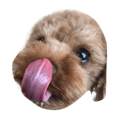 [LINEスタンプ] にこ①