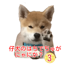 [LINEスタンプ] 柴犬 はち 幼い頃のつぶやき 3.5.8