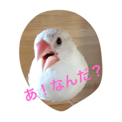 [LINEスタンプ] ハルちゃんの日常②