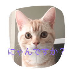 [LINEスタンプ] ルークたん