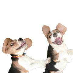 [LINEスタンプ] Dogbegle
