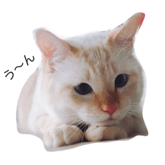 [LINEスタンプ] ネコちゃんず