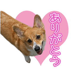 [LINEスタンプ] コーギー犬♥ちき