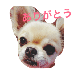 [LINEスタンプ] 偉そうなチワワ