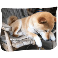 [LINEスタンプ] コロ（柴犬）