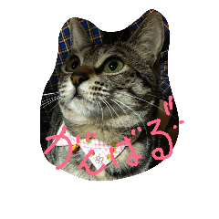 [LINEスタンプ] ほごねこスタンプ