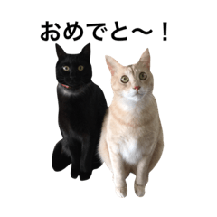 [LINEスタンプ] クリーム茶トラのネムと黒猫ピース