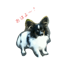 [LINEスタンプ] パピヨンあげはの日常で使えるスタンプ