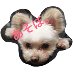 [LINEスタンプ] 犬と亀