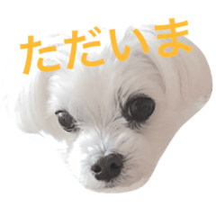 [LINEスタンプ] 犬のぷぅ