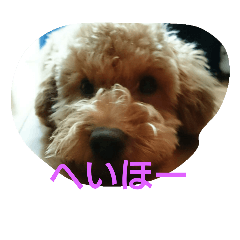 [LINEスタンプ] コミの日常