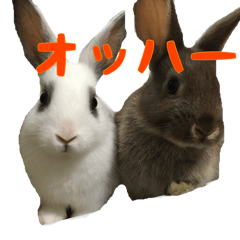 [LINEスタンプ] ゆきとココアの日常 挨拶