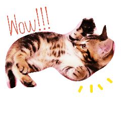 [LINEスタンプ] ねこのきちきち兄弟