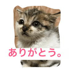 [LINEスタンプ] 子猫のにゃーむ