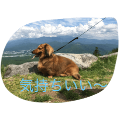[LINEスタンプ] ダックス レン