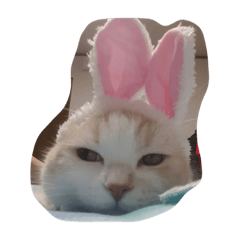 [LINEスタンプ] ネーコ