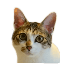 [LINEスタンプ] ねこのニケ