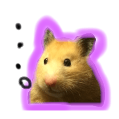 [LINEスタンプ] キンクマハムスターコロちゃん(チャッキー)