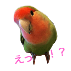 [LINEスタンプ] インコとデグーとウサギとヤモリとリス達
