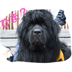 [LINEスタンプ] うちの動物園