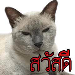 [LINEスタンプ] Madcat