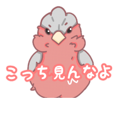 [LINEスタンプ] モモイロインコと仲間たち