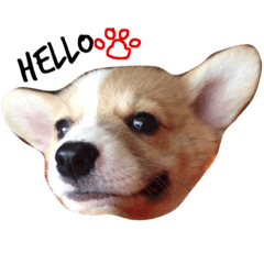 [LINEスタンプ] コーギー/犬/桜丸