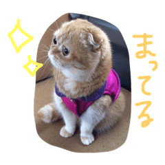 [LINEスタンプ] ねこのうに