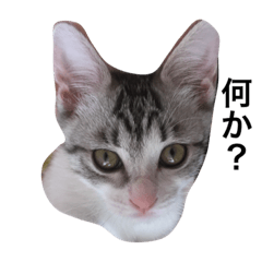 [LINEスタンプ] だって猫だもん