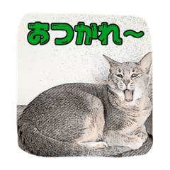 [LINEスタンプ] のほほんとアビシニアン