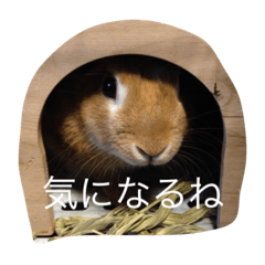 [LINEスタンプ] ウサギもいるよ。
