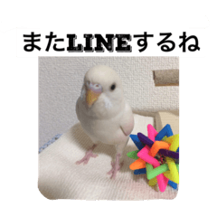 [LINEスタンプ] インコの挨拶スタンプ