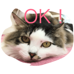 [LINEスタンプ] ブラン猫スタンプ③