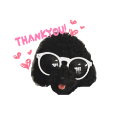 [LINEスタンプ] トイプードルのクロ♡