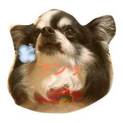 [LINEスタンプ] チワワのモモ