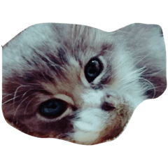 [LINEスタンプ] フィガロちゃん