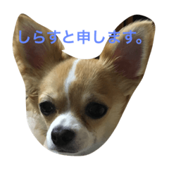 [LINEスタンプ] しらすと申します。