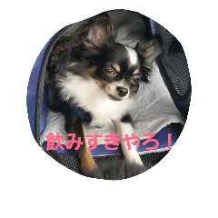 [LINEスタンプ] おじぇじぇ